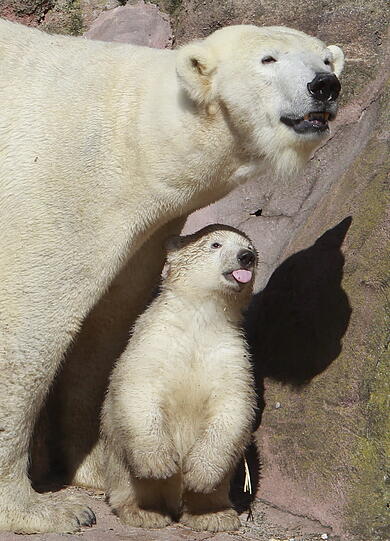 Unsere Eisbärchen Aleut und Gregor mit Mama Vera bei ihrem ersten Ausflug im Freigehege.