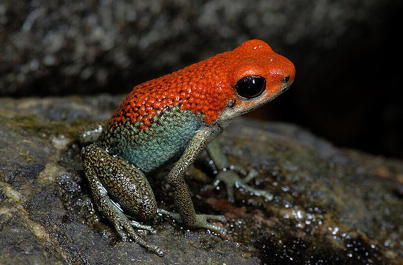 Der granulierte Pfeilgiftfrosch lebt in Costa Rica.