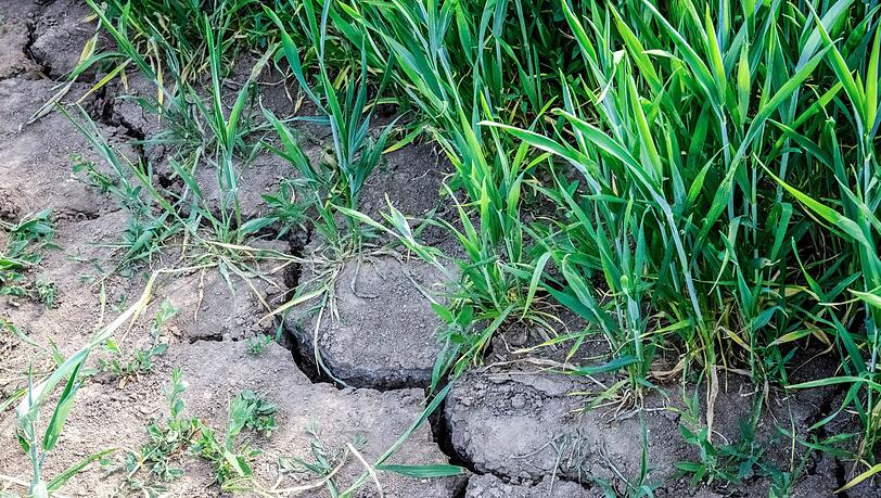 Die Landwirtschaft in Europa k&auml;mpft mit den Folgen des Klimawandels.