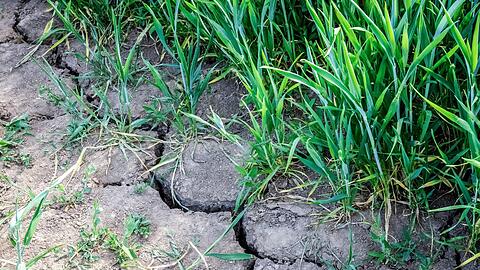 Die Landwirtschaft in Europa k&auml;mpft mit den Folgen des Klimawandels.