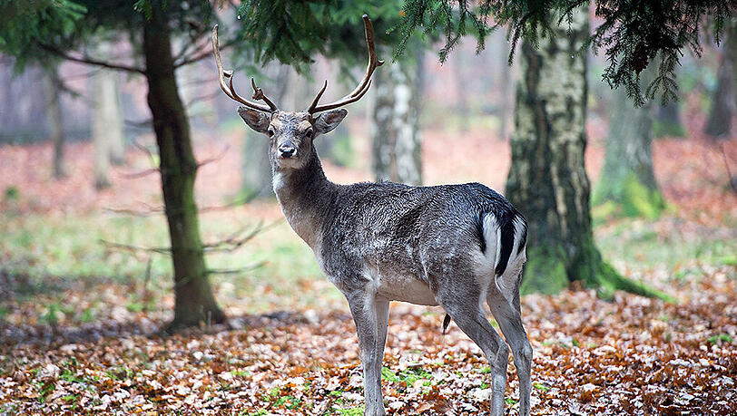 Für Hirschen wird das Leben so kurz vor Weihnachten wieder besonders gefährlich: Weil vor Feiertagen die Nachfrage nach Wildfleisch steigt, treiben besonders viele Wilderer ihr Unwesen.