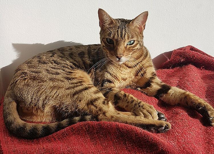 Gismo