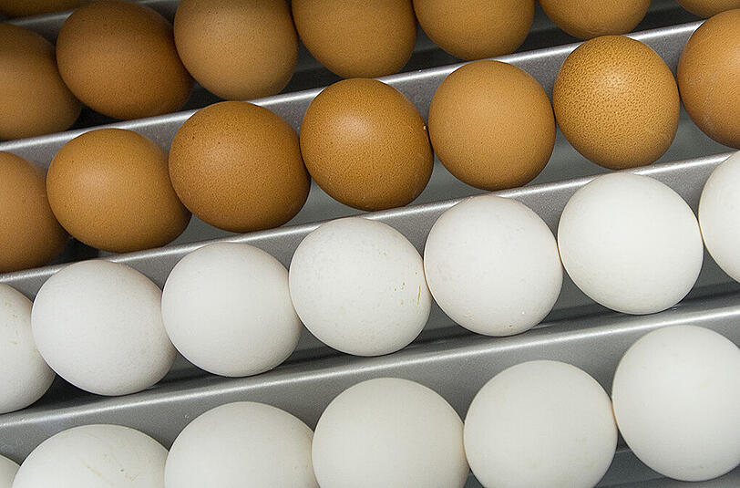Eier aus Niederbayern könnten hunderte Menschen in Europa mit Salmonellen vergiftet haben.