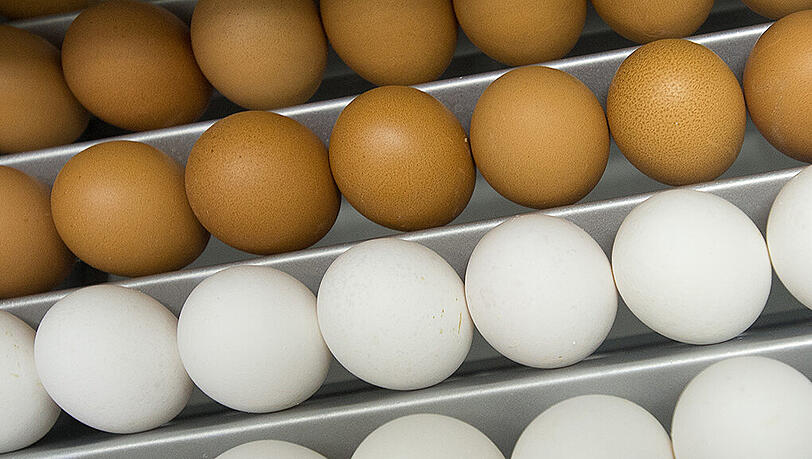 Eier aus Niederbayern könnten hunderte Menschen in Europa mit Salmonellen vergiftet haben. Eier aus Niederbayern könnten hunderte Menschen in Europa mit Salmonellen vergiftet haben.