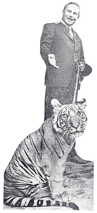 Ein lebender Tiger als Geschenk. Ein lebender Tiger als Geschenk.