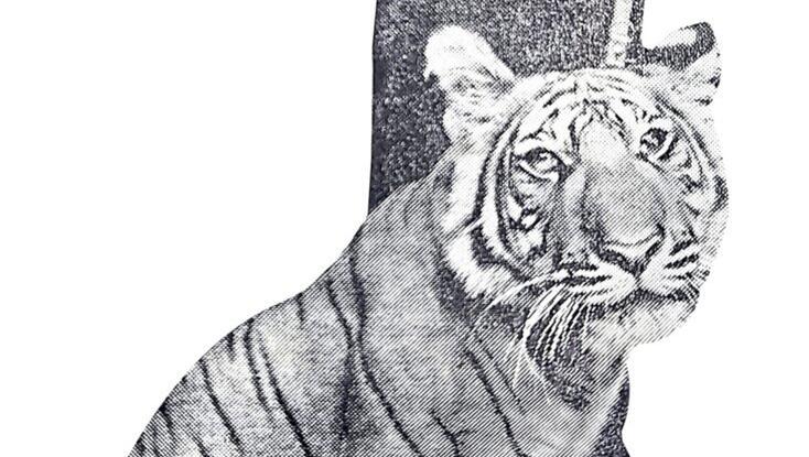 Ein lebender Tiger als Geschenk.