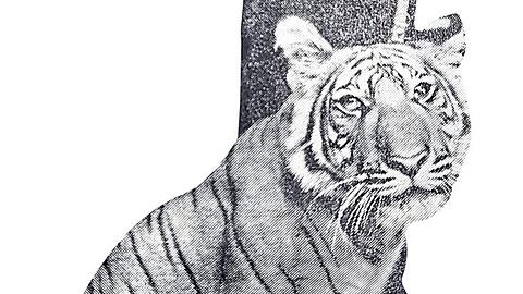Ein lebender Tiger als Geschenk.