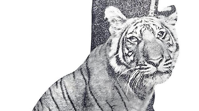 Ein lebender Tiger als Geschenk.