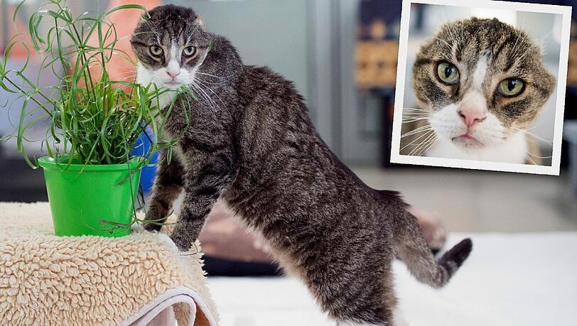 'Keinohrkater' Derrick hat mittlerweile ein neues Zuhause gefunden. Er lebt mit einem jungen Pärchen in Berlin. 'Keinohrkater' Derrick hat mittlerweile ein neues Zuhause gefunden. Er lebt mit einem jungen Pärchen in Berlin.
