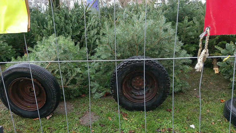 Die Christbäume am Verkaufsstand an der Wittelsbacherbrücke wurden trotz Beschwerung einfach umgeweht.