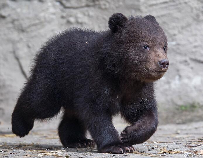 Ein junger Kamtschatkabär läuft während der Inventur im Tierpark Hagenbeck in Hamburg durch sein Gehege.