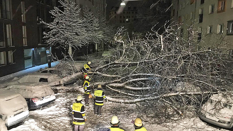 Bäume halten den Schneemassen nicht mehr Stand und stürzen auf parkende Autos.