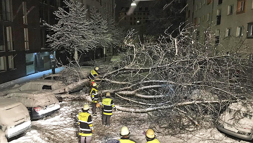 Bäume halten den Schneemassen nicht mehr Stand und stürzen auf parkende Autos. Bäume halten den Schneemassen nicht mehr Stand und stürzen auf parkende Autos.