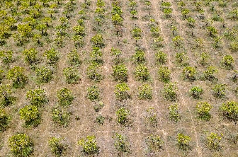 In einer spanischen Mangoplantage in Malaga gingen 700 von 1.700 B&auml;umen verloren.