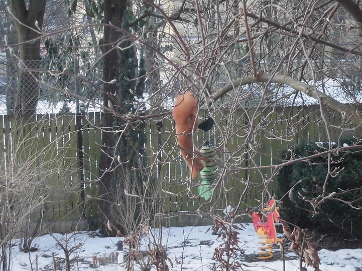 Noch ein Eichhörnchen. Bei diesem Exemplar handelt es sich um das "Gartenhaustier" von Leserin Michaela Ulbrich.