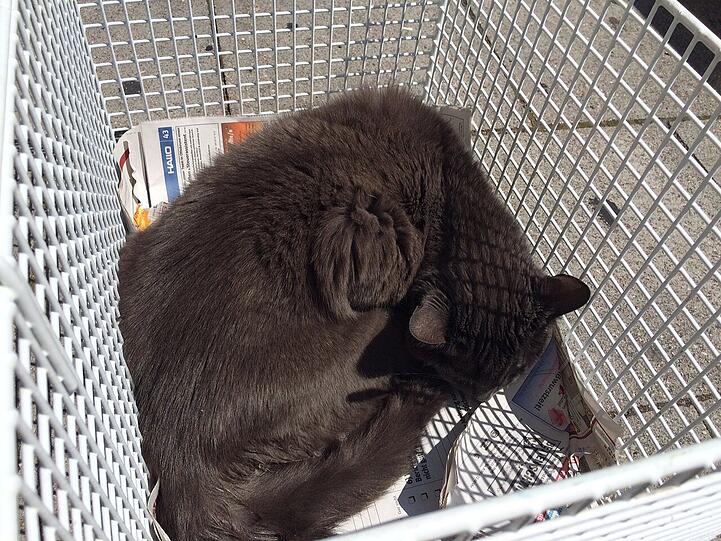 Wem gehört diese Katze?