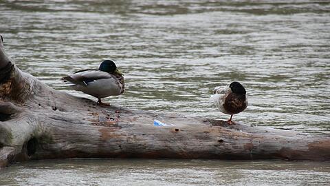 Die Isar führt Hochwasser: Die Bilder!