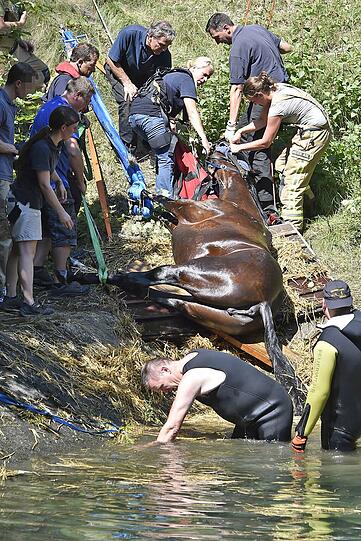 Das Pferd wurde erst ruhig gestellt und dann mittels Seilwinde gerettet.