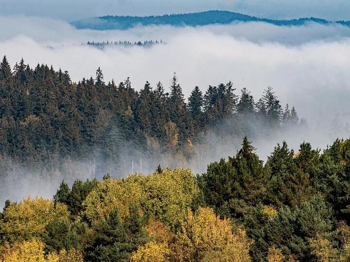 Nebelschwaden ziehen zwischen den Baumwipfeln im Bayerischen Wald nahe Kollnburg (Bayern) durch. Foto: Armin Weigel/Archivbild