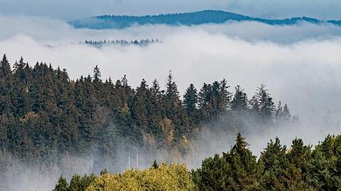 Nebelschwaden ziehen zwischen den Baumwipfeln im Bayerischen Wald nahe Kollnburg (Bayern) durch. Foto: Armin Weigel/Archivbild