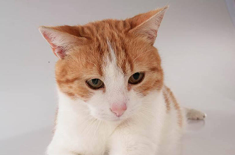 Armer Kater Toni - ein Unbekannter trennt dem Kater die Beine ab.