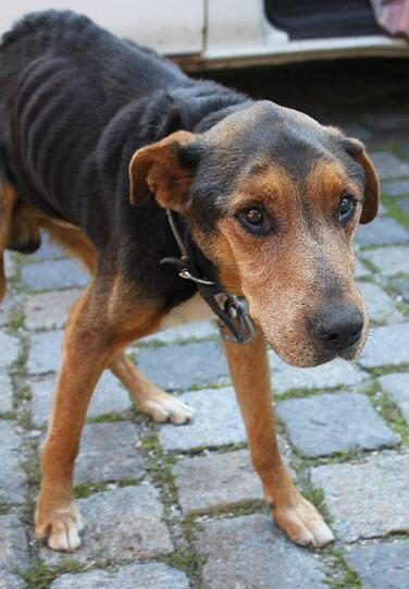 Jede einzelne Rippe ist zu sehen: Der arme Bello wurde schlimm misshandelt. Sein Herrchen: "Des is doch nur a Viech"