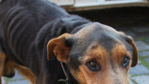 Jede einzelne Rippe ist zu sehen: Der arme Bello wurde schlimm misshandelt. Sein Herrchen: "Des is doch nur a Viech" Jede einzelne Rippe ist zu sehen: Der arme Bello wurde schlimm misshandelt. Sein Herrchen: "Des is doch nur a Viech"