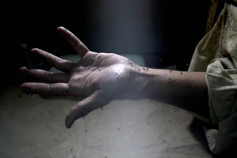 Ein Mann zeigt Mücken, die auf seinem Arm sitzen. Ein Stich einer Mücke kann potentiell das Zika-Virus übertragen.