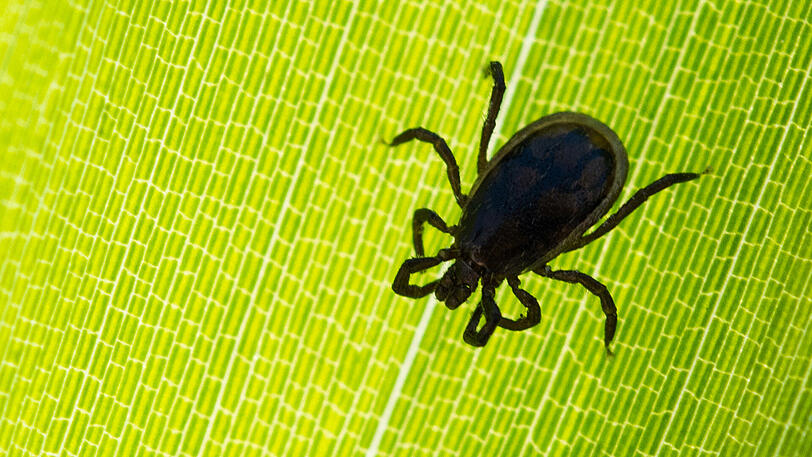 Zecken lauern überall in der freien Natur.