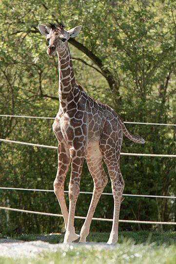 Ein zuckersüßes Giraffenbaby wartet im Tierpark Hellabrunn auf Besucher. Zwei Wochen ist es gerade alt. Hier gibt's schon mal die nettesten Fotos von dem putzigem Tierchen.