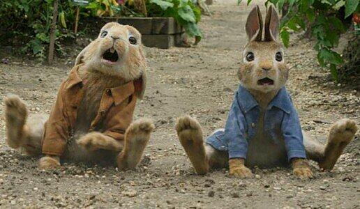 Peter Hase (rechts) und sein Cousin Benjamin wildern nur allzu gerne in Nachbars Gemüsegarten.