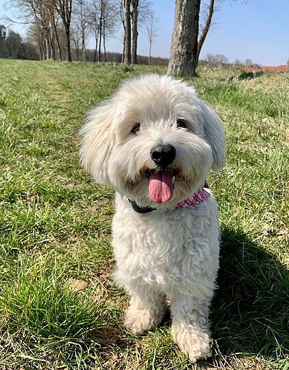 Pumi
