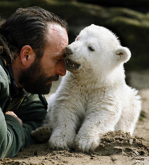Eisbär Knut als Baby mit seinem ehemaligen Pfleger.