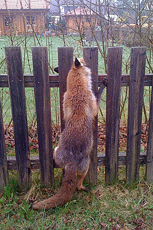 Makaberer Fund in Eching am Ammersee im Jahr 2010: Beim nächtlichen Versuch, einen Hühnerstall zu plündern, geriet ein Fuchs in einen Gartenzaun. Offenbar ist das Tier kurz und schmerzlos an einem Genickbruch gestorben.