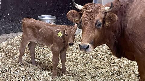 Das Hellabrunner Neujahrsbaby.