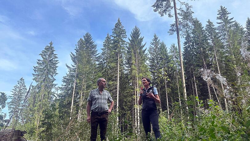 Der Borkenkäfer hat in diesem Sommer bisher weniger Schäden im Bayerischen Wald angerichtet als in früheren Jahren. Der Borkenkäfer hat in diesem Sommer bisher weniger Schäden im Bayerischen Wald angerichtet als in früheren Jahren.