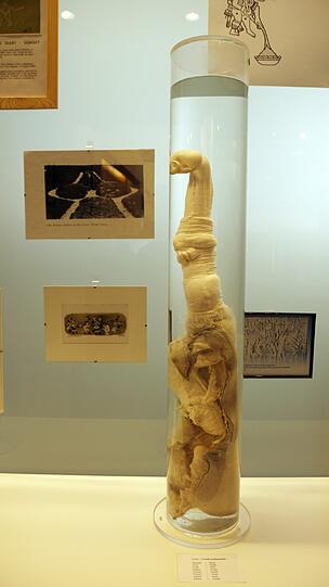 In diesem Glas ist der penis eines Giraffen-Bullen zu sehen.