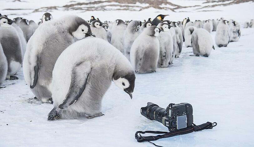 Ein Kaiserpinguin-Junges betrachtet neugierig die allerneuste Kameratechnik.