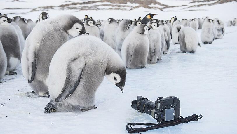 Ein Kaiserpinguin-Junges betrachtet neugierig die allerneuste Kameratechnik.