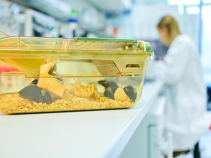 Ein geschlossener Behälter mit Mäusen steht in einem Labor vor einer Mitarbeiterin auf einem Tisch.
