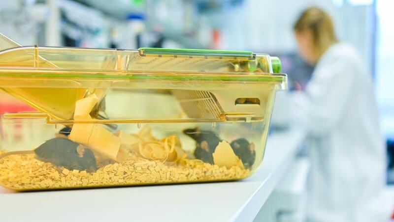 Ein geschlossener Behälter mit Mäusen steht in einem Labor vor einer Mitarbeiterin auf einem Tisch. Ein geschlossener Behälter mit Mäusen steht in einem Labor vor einer Mitarbeiterin auf einem Tisch.