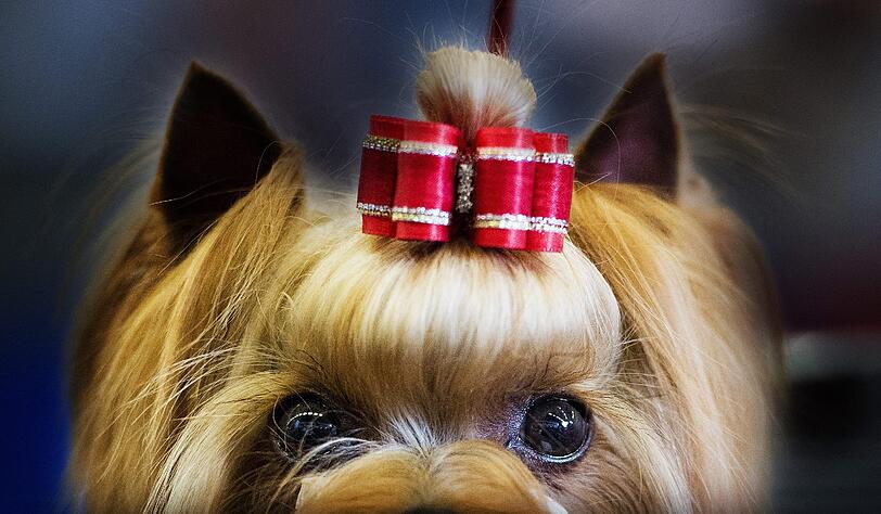 Style ist alles! Bei verschiedenen Schönheitswettbewerben wird der schönste Hund gekürt. Die Bilder von den Wettbewerben in Rotterdamm und Estoril.