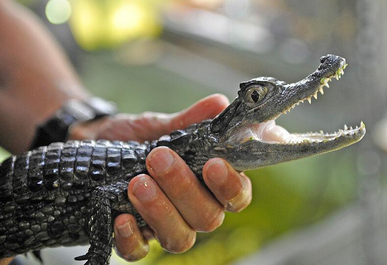 Das Krokodilbaby "Paul" in der Auffangstation fuer Reptilien, aufgenommen am Mittwoch (01.06.11) in Muenchen. Paul bevorzugt feuchtwarme Luft und truebes Wasser. Baumrinde und Wasserlinsen geben dem 30 Zentimeter grossen Krokodil-Baby Deckung. Der Brillenkaiman ist erst kuerzlich in sein neues Zuhause eingezogen - ein Plastikbecken in einem Kellerraum der Muenchner Auffangstation fuer Reptilien.