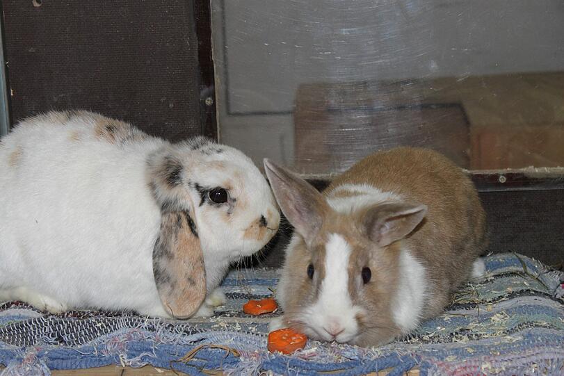 Das Kaninchen-Pärchen Naseweis (links, ml. kastriert, geboren Juni 2010) und Flocke (wbl. geboren Juni 2010) kamen gemeinsam im September 2014 ins Heim. Das Paar würde gerne zusammen vermittelt werden und wünscht sich einen großen Käfig und täglich Freilauf. Da die braun/weiße Flocke Probleme mit ihren Backenzähnen hat, müssen diese regelmäßig von einem Tierarzt kontrolliert und behandelt werden.