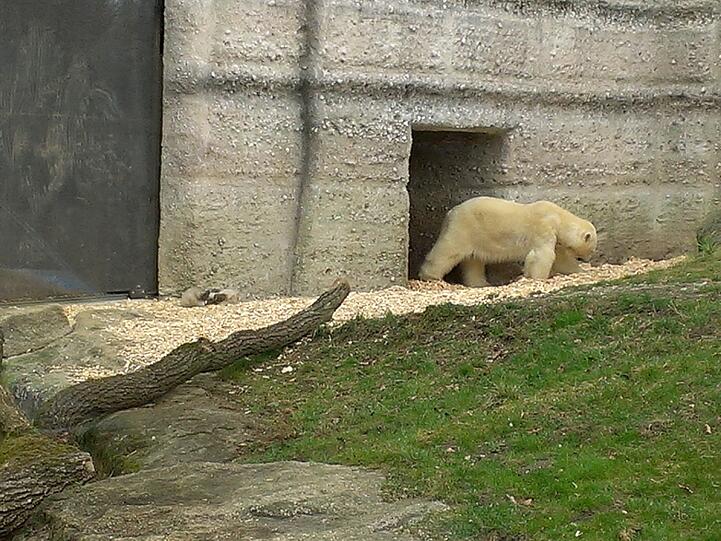 Mutter Giovanna hat langsam keine Lust mehr. Auch ihre Babys werden langsam müde.