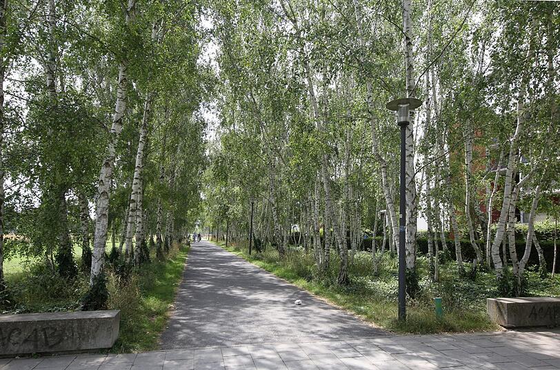 Auch grün gibt es: die Birkenallee am Rande eines Parks.