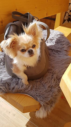 Fritzi