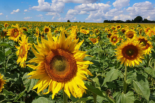 Bl&uuml;hende Sonnenblumen in Bayern: Die Bl&uuml;tenpflanzen wurden im 16. Jahrhundert von spanischen Seefahrern nach Europa gebracht.