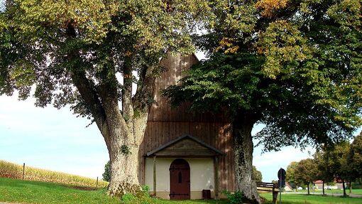 Die Kapelle in Unterbrunn hat eine 80-jährige Linde als Beschützerin.