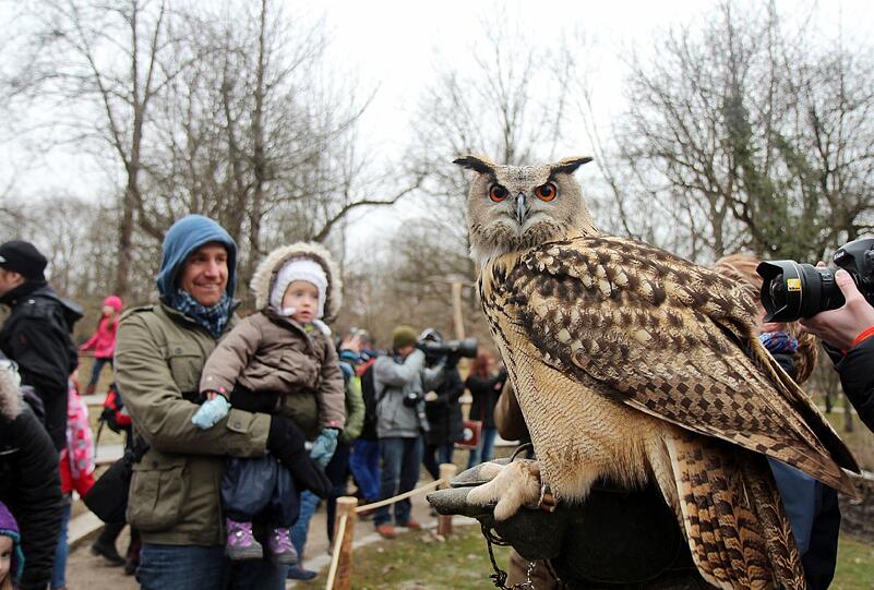 Die Greifvogel-Show im Tierpark hat jetzt eine richtige Zuschauertribüne bekommen. Am Dienstag wurde sie eröffnet.